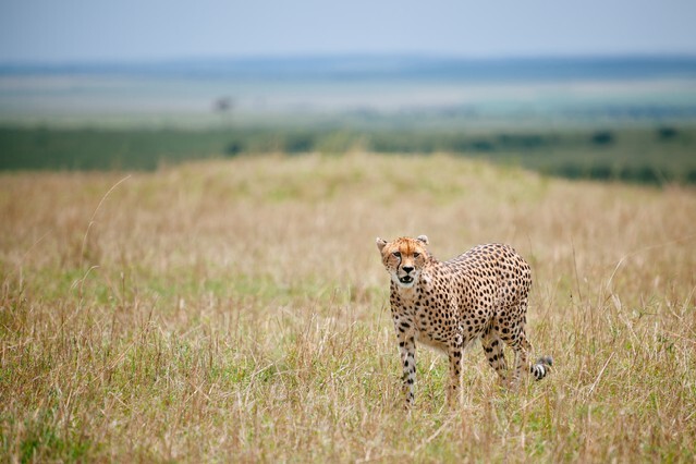 cheetah in the meadow
